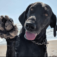 pets animal welfare writer